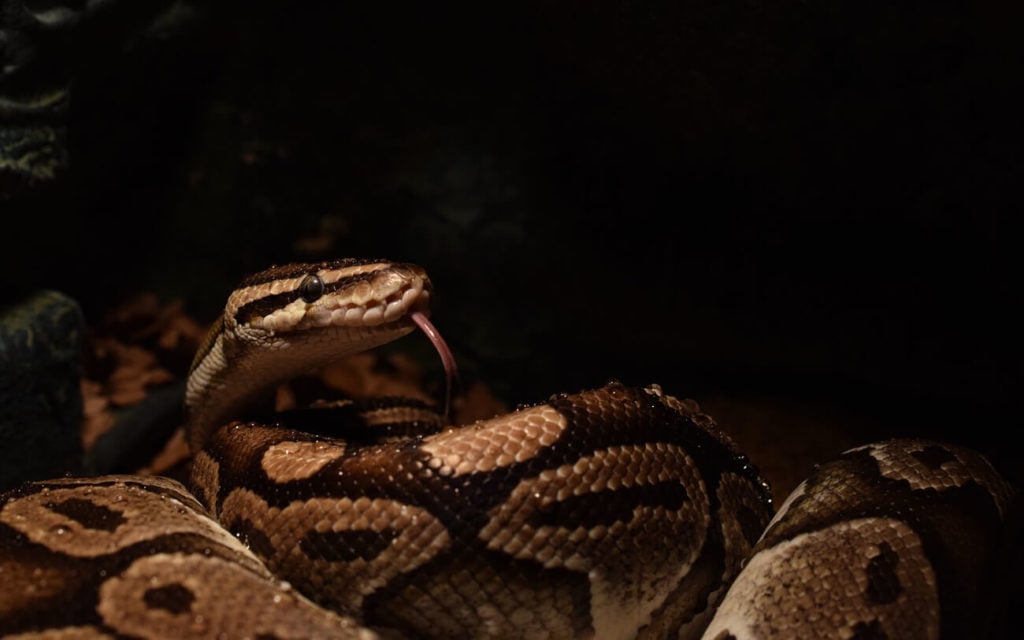 A Ball Python inside a dark habitat