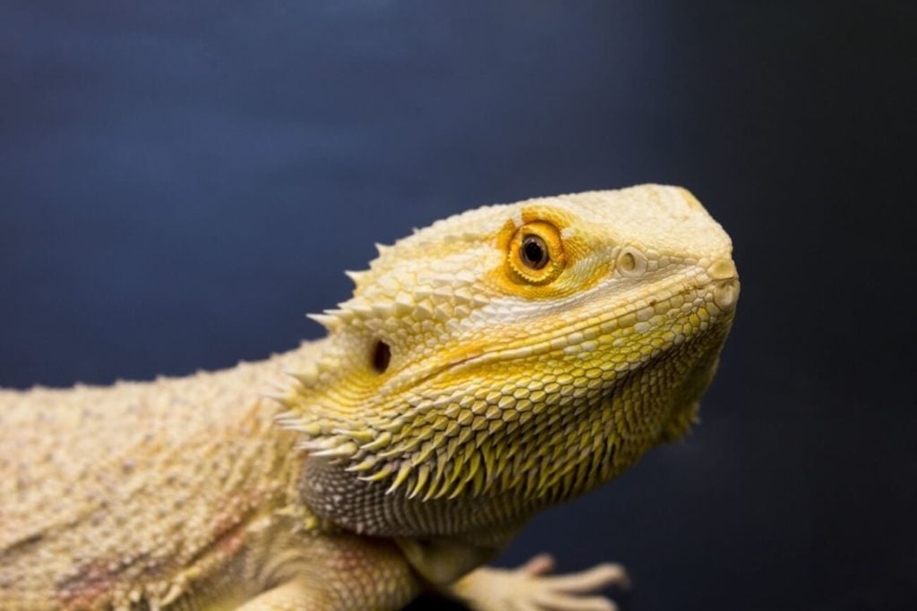 An full-size adult bearded dragon