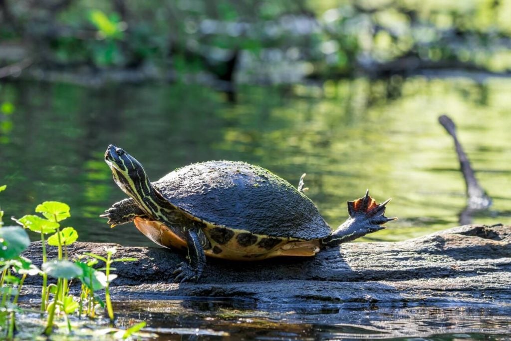 A peninsula cooter on a log