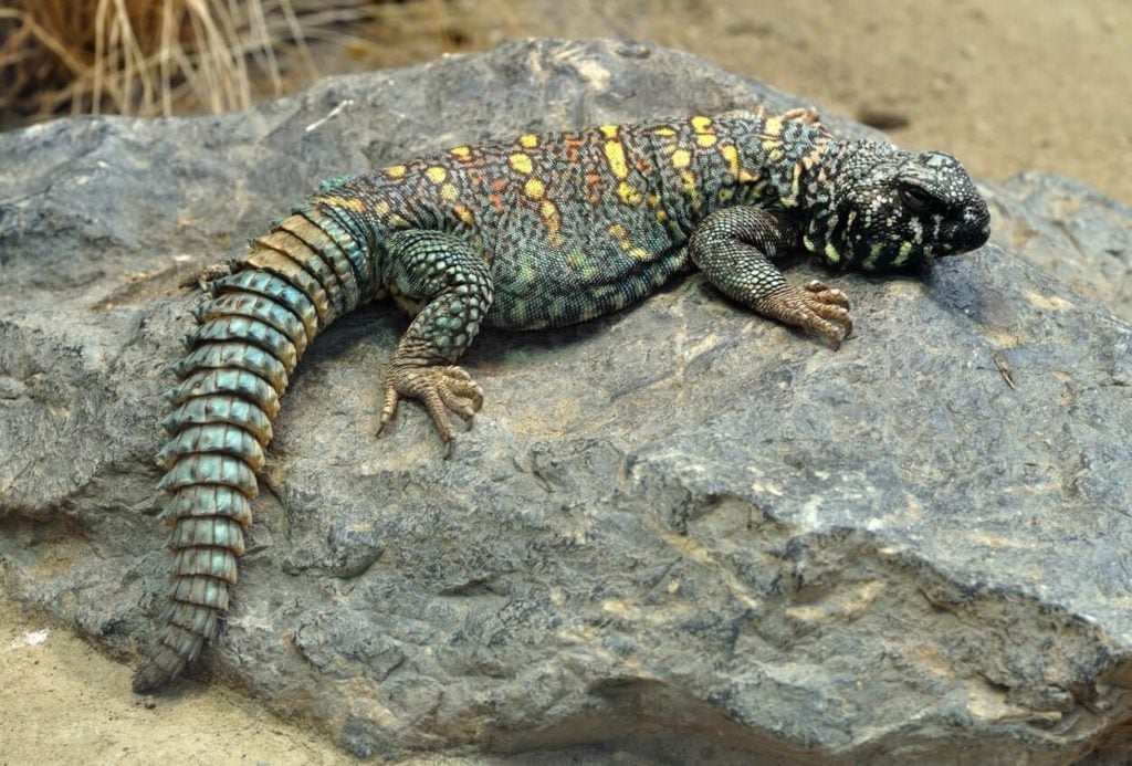 One Uromastyx resting on a rock
