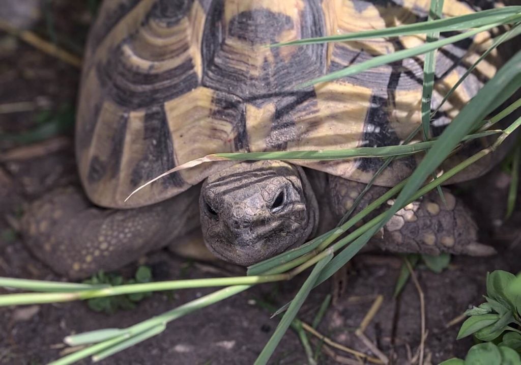 A Herman's Tortoise burrowing in an enclosure