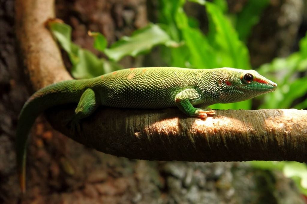 A Madagascar Giant Day Gecko climbing on a branch
