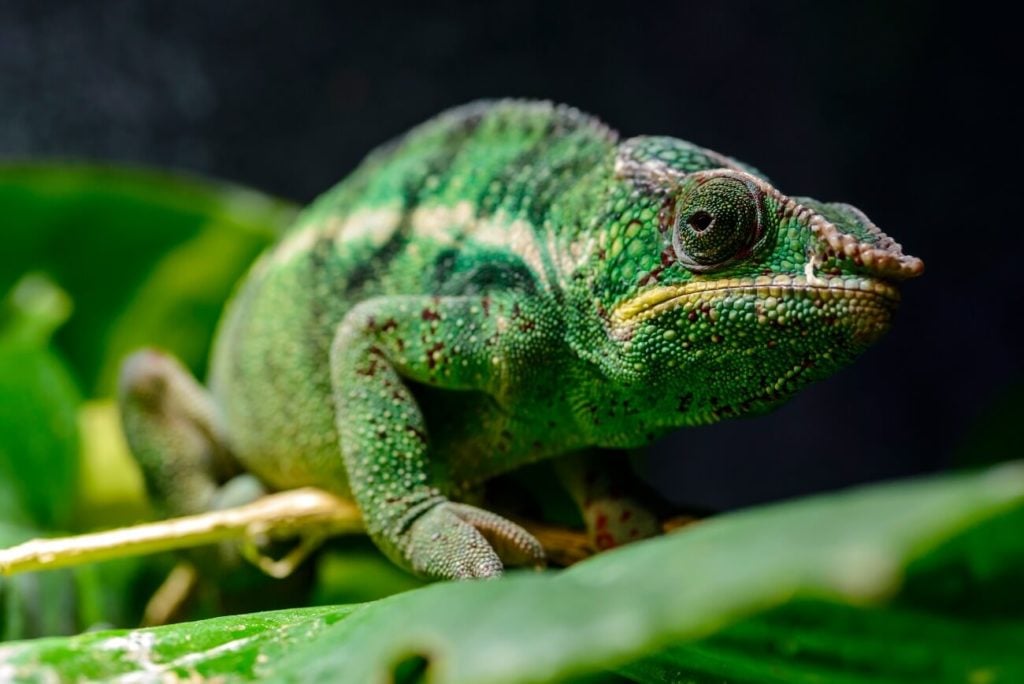 Panther Chameleon resting on a leaf