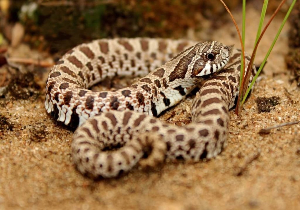 A Western Hognose snake waiting for food
