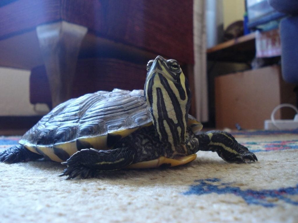 A pet yellow-bellied slider turtle