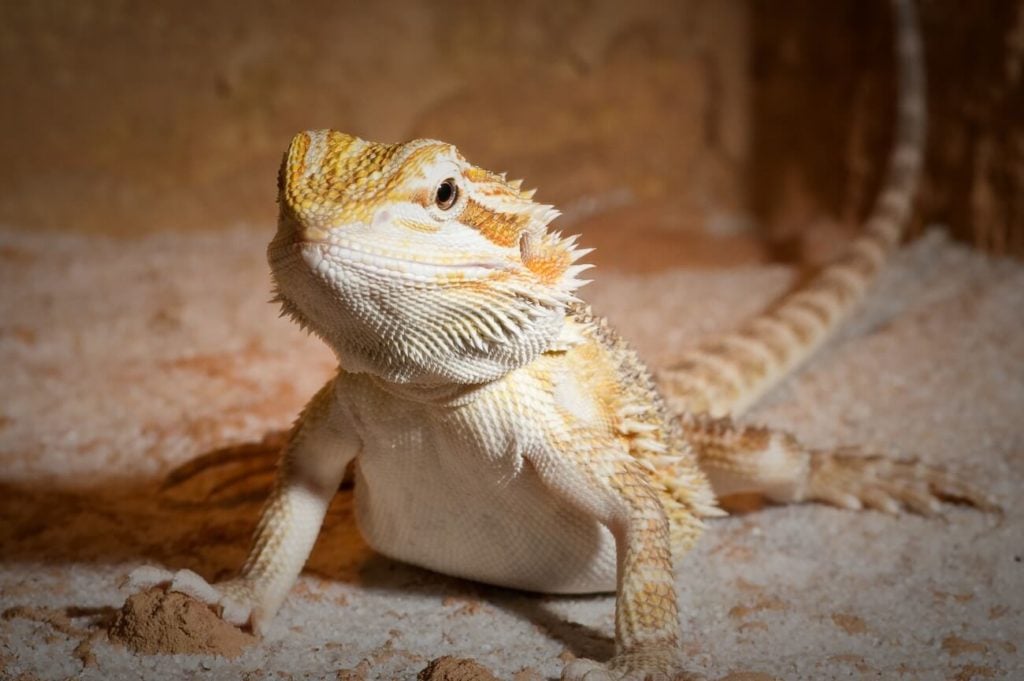 An adult bearded dragon being fed a healthy diet