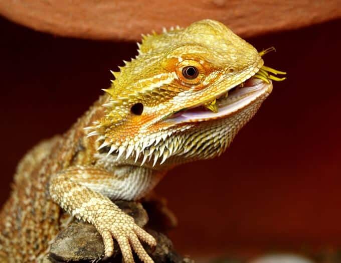 A bearded dragon eating an insect