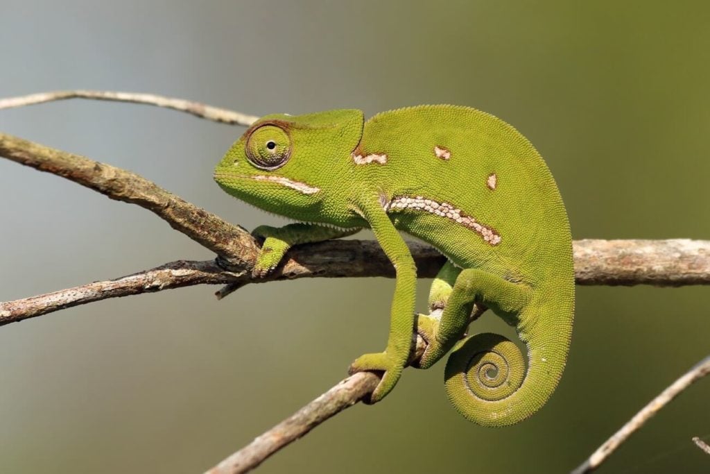 A type of chameleon known as the Flap Necked