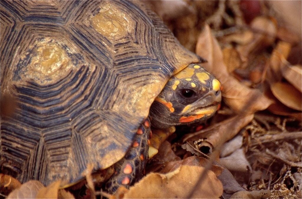A red-footed tortoise hiding outside