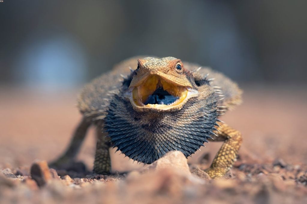 Why is My Bearded Dragon Acting Crazy?