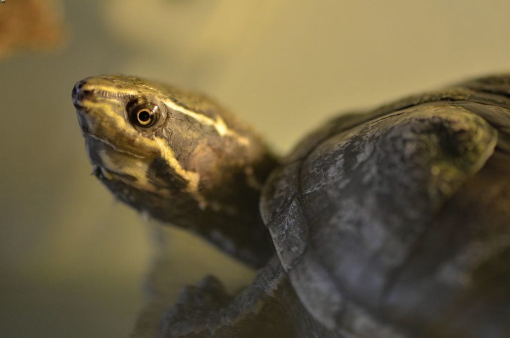Common musk turtle in the water