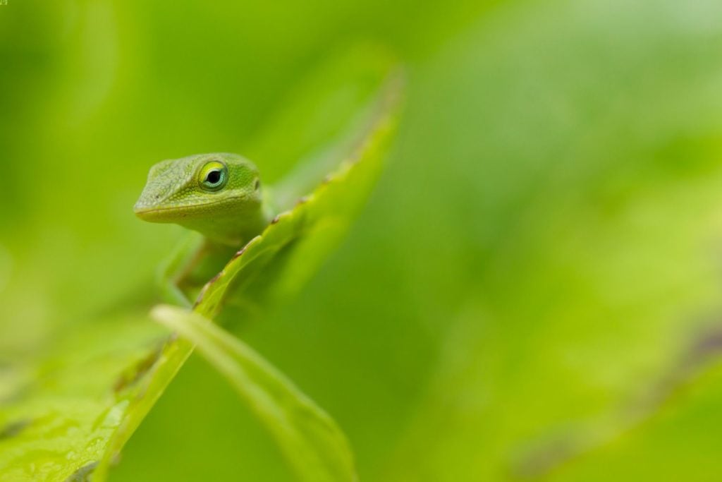 A green anole peeking around a leaf