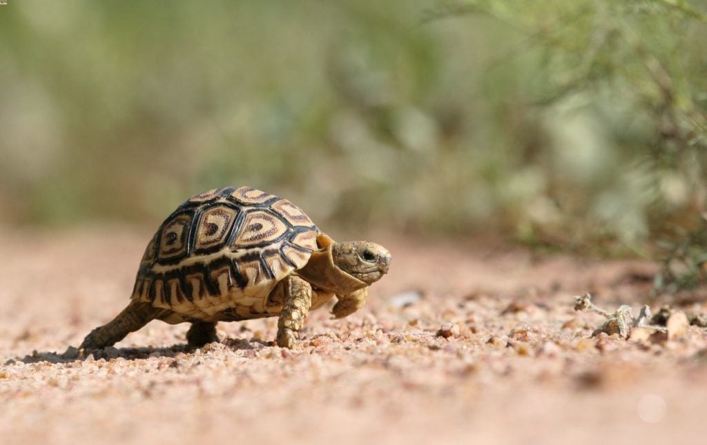 A leopard tortoise walking toward a hiding spot