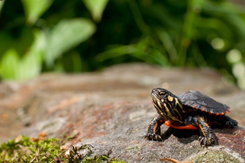 The popular painted turtle species
