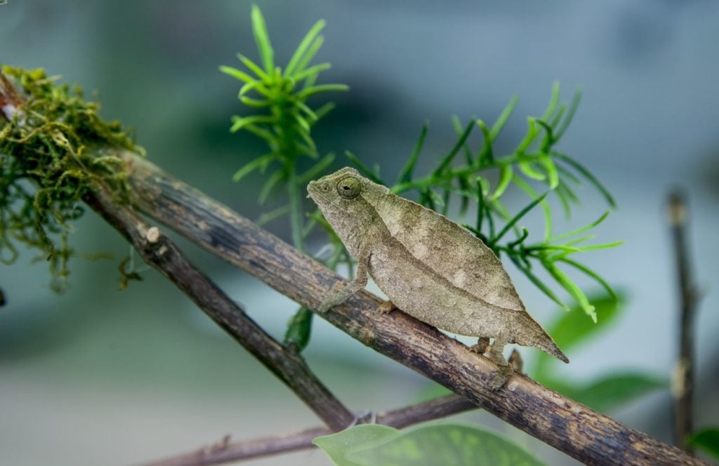 A pygmy chameleon in its enclosure