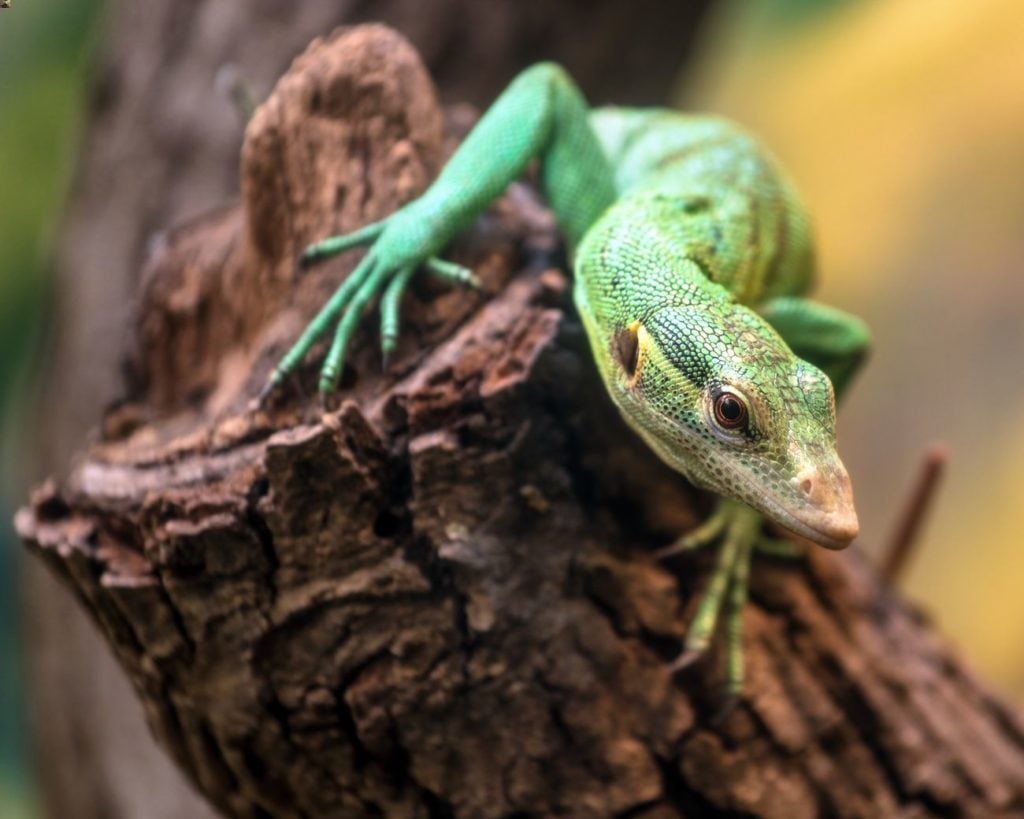 An adult green tree monitor climbing on a branch