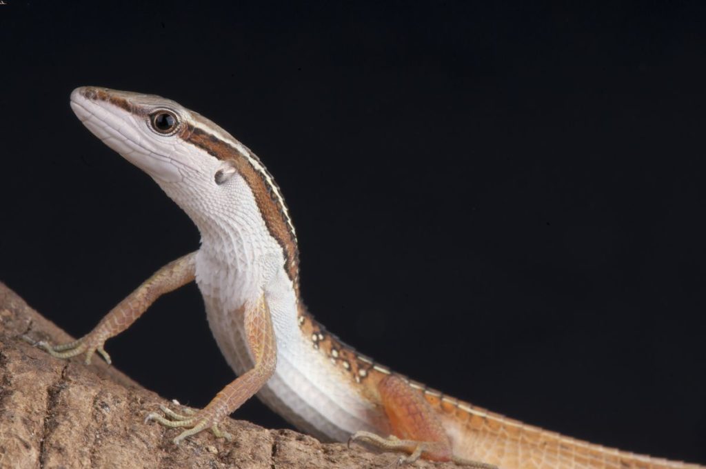 Long-tailed lizard climbing a branch in an enclosure