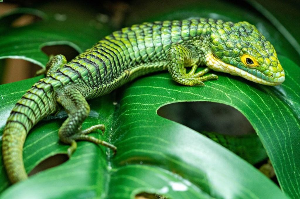 A pet Mexican alligator lizard