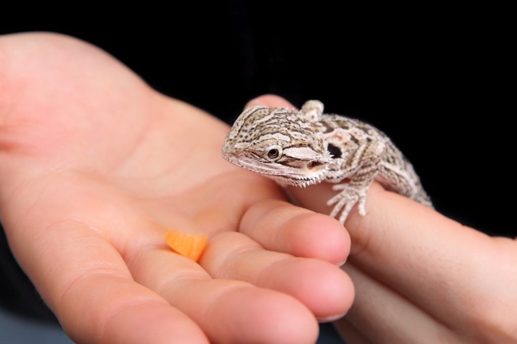 A bearded dragon eating a carrot out of a hand