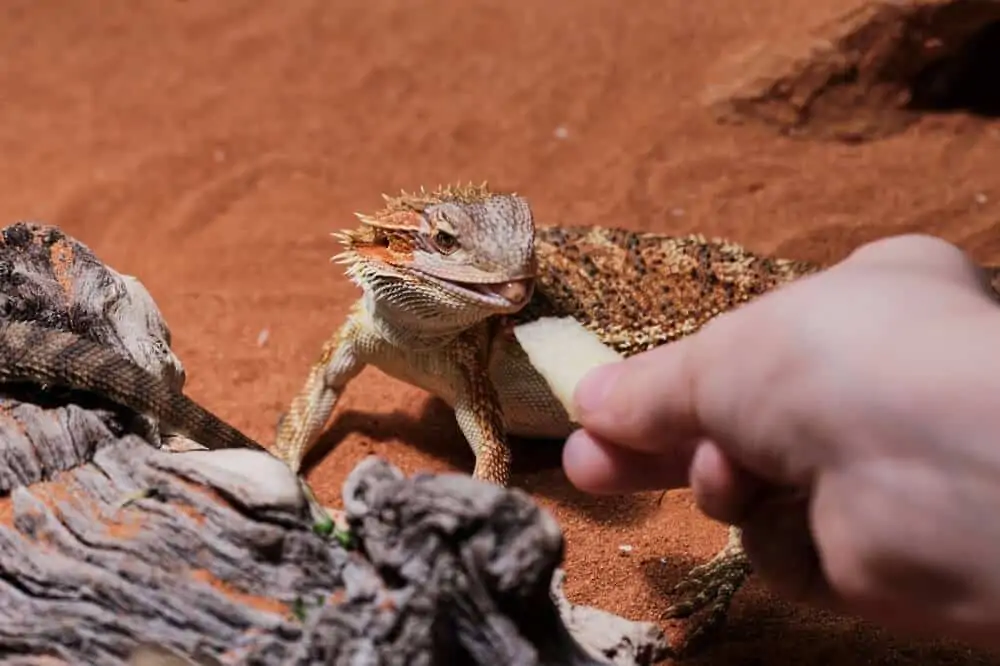 A new owner feeding a bearded dragon a slice of apple