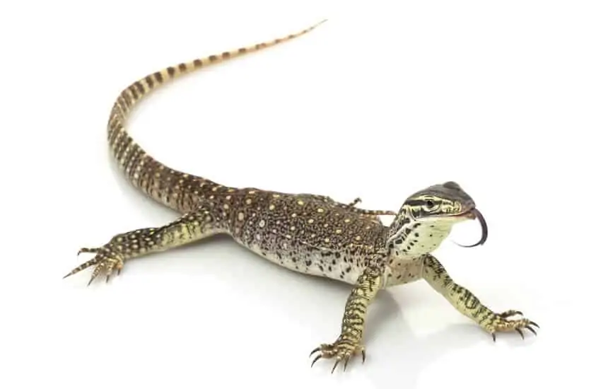An adult Argus monitor