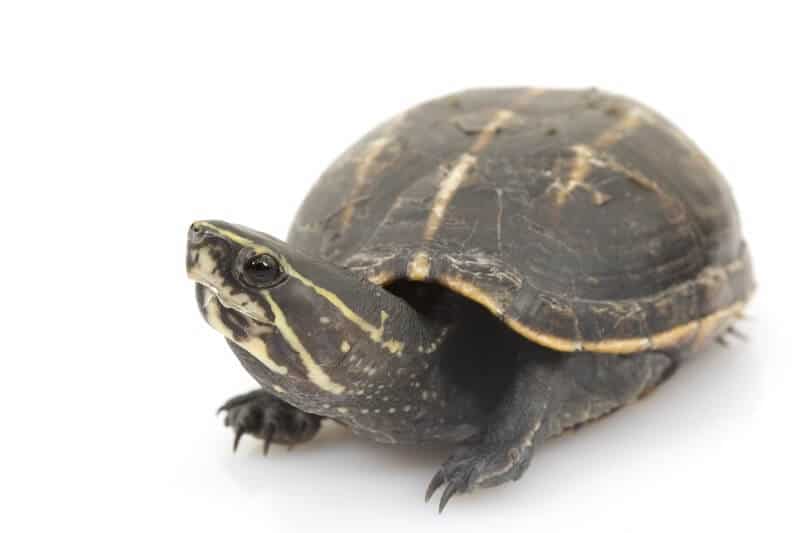 A striped mud turtle that stays small