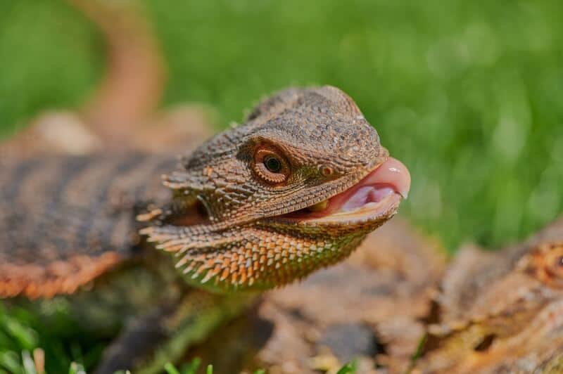 A bearded dragon licking
