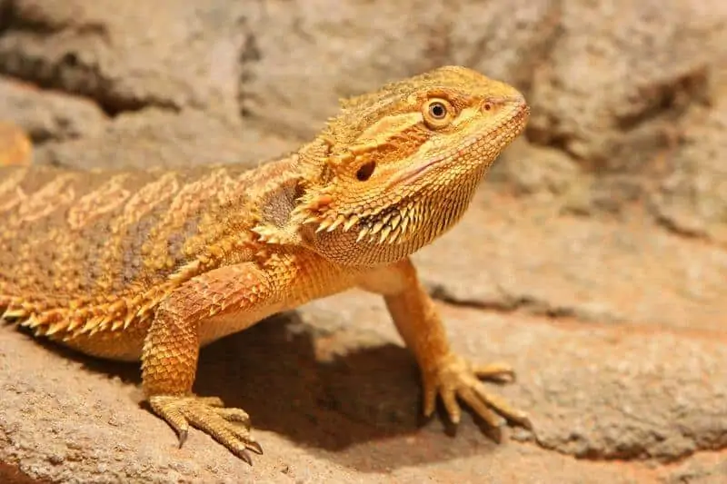 A bearded dragon that might smell bad