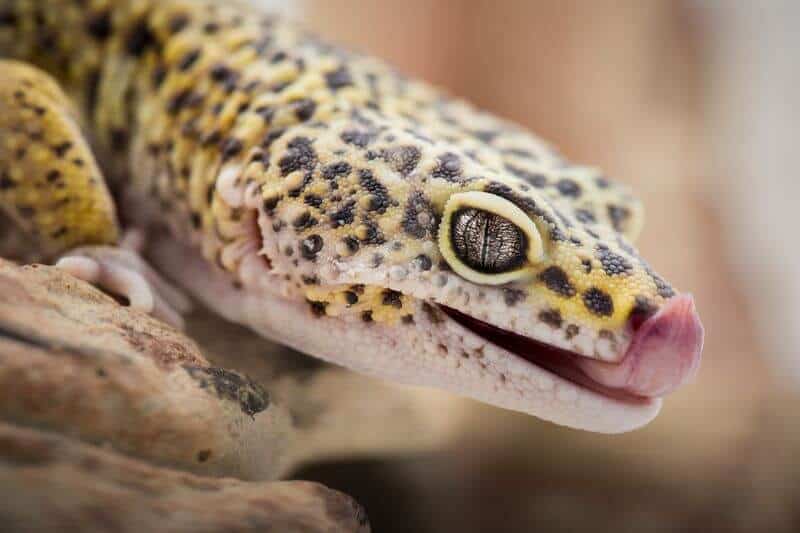 Leopard gecko preparing to eat