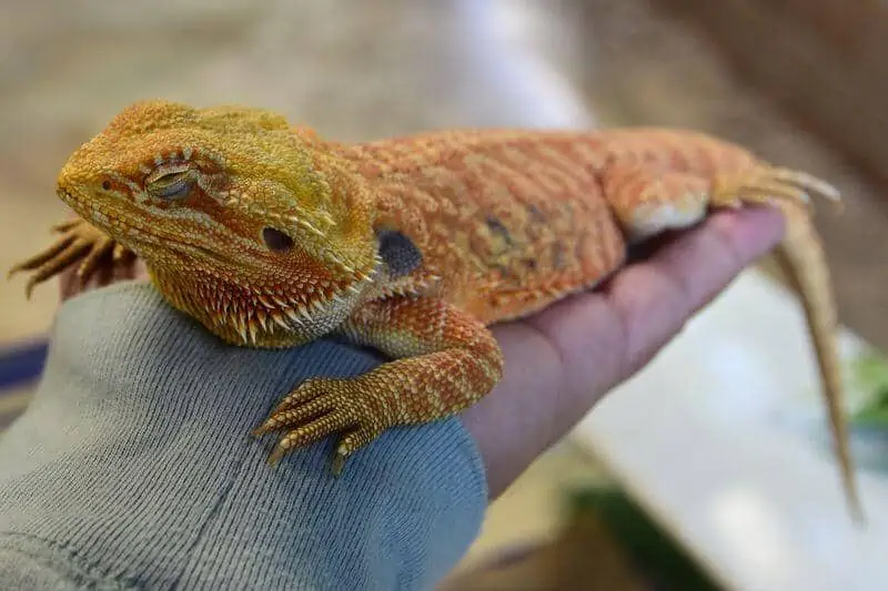 A bearded dragon with its eyes closed