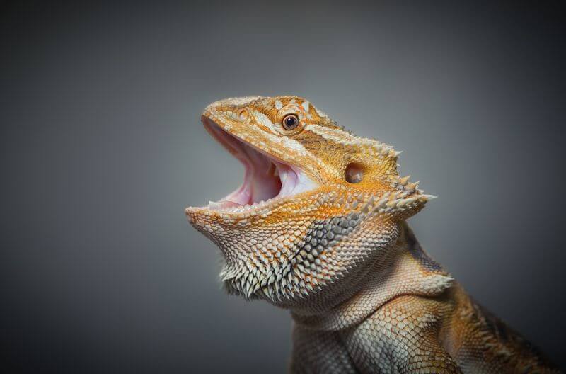 A bearded dragon that has been cured of mouth rot