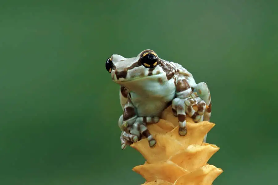 One of the best pet frogs named the Amazon milk frog