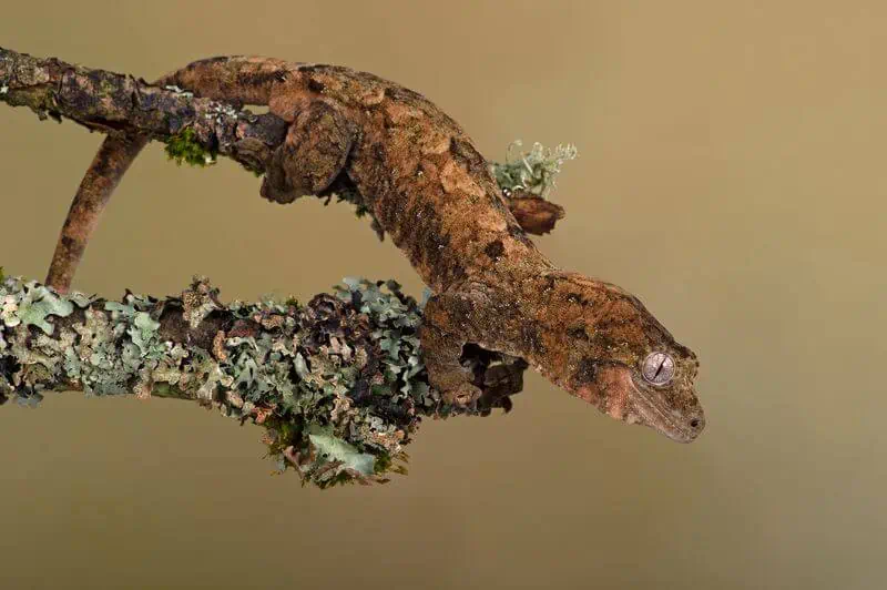 Chahoua gecko