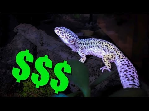 The Cost of a Leopard Gecko