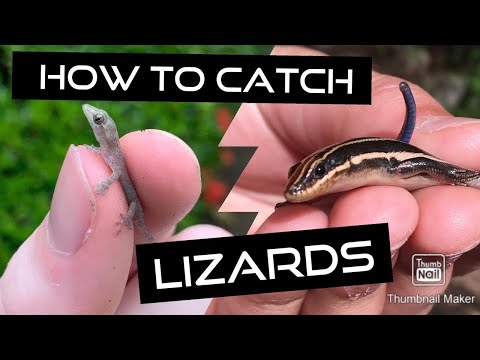 How to Catch Lizards! Tips and Tricks