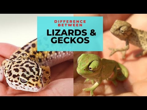 What Is the Difference Between Lizards & Geckos? Similarities and Comparison - Learning video