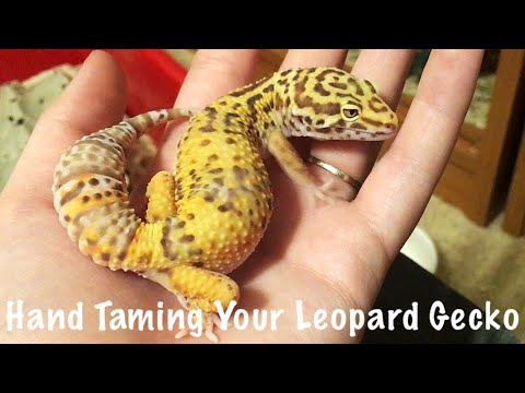 How to get Your Leopard Gecko Used to Handling