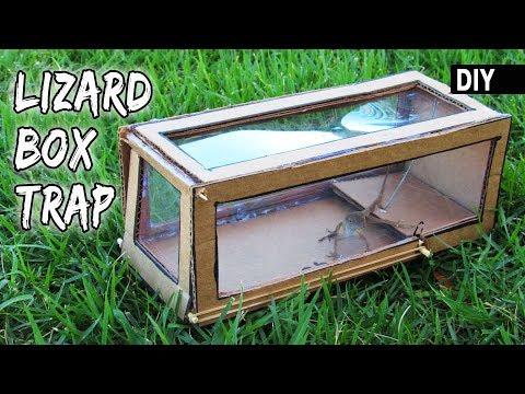 How to make a cardboard LIZARD TRAP | DIY Box Trapping device