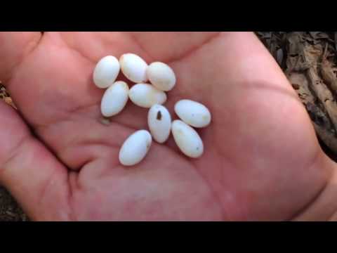 See How Garden Lizard Lay Eegs - Lizard Lay Eggs In Ground