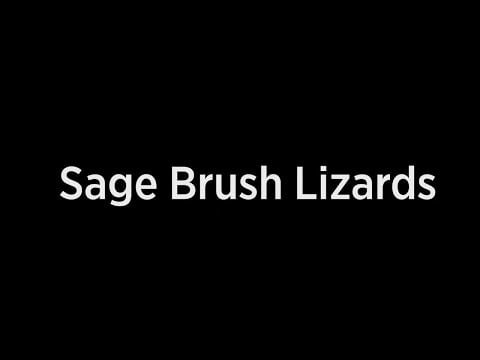 Video: Learn about the Sage Brush Lizard
