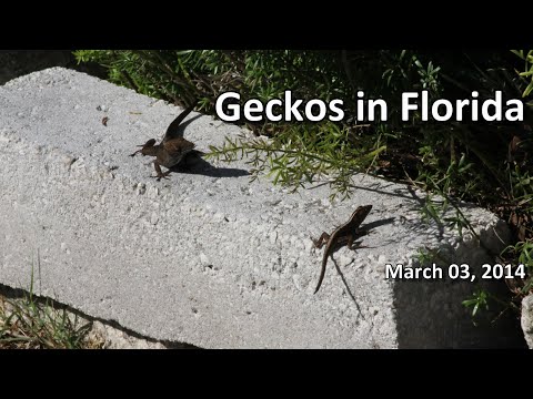 Geckos in Florida 03-03-14