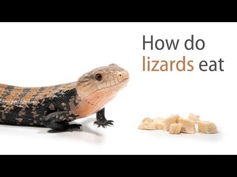 How Do Lizards Eat