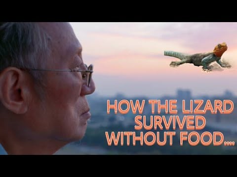 How The Lizard Survived Without Food - Japanese Inspiration