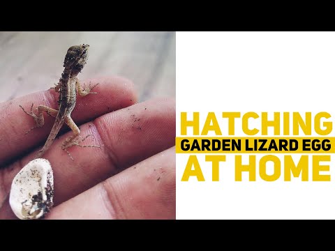 I Hatched a Garden Lizard Egg at Home / Hatching Lizard Egg
