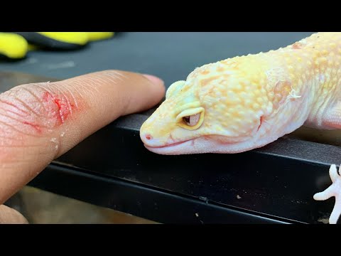 How much does a Leopard Gecko BITE hurt (Blood)