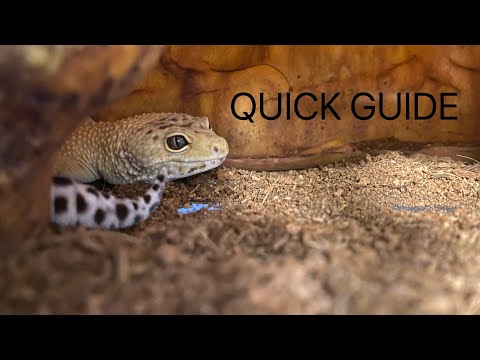 YOUR LEOPARD GECKO’S TAIL FELL OFF | Now what?