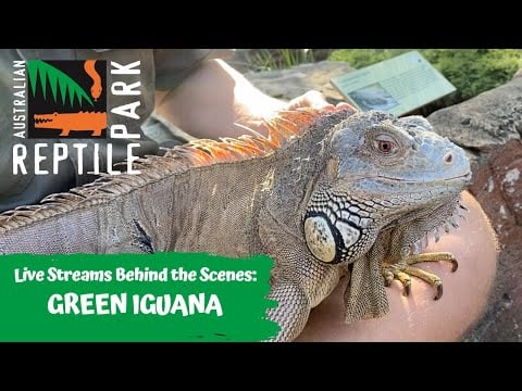 LIVE: FEEDING A GREEN IGUANA | AUSTRALIAN REPTILE PARK