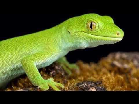 How many babies do Geckos have? What is the lifespan of a Gecko? How fast is a Gecko?