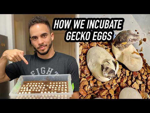 Incubating Crested Gecko Eggs!