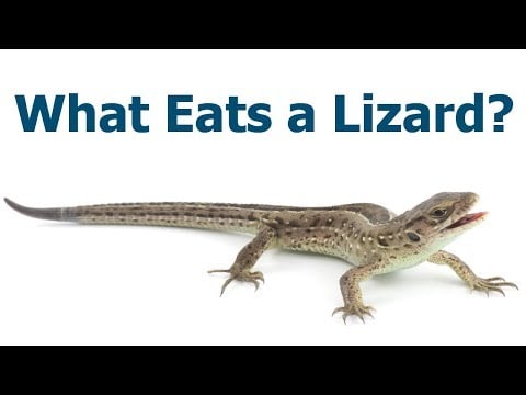 What eats a lizard? - What do Lizards Eat?